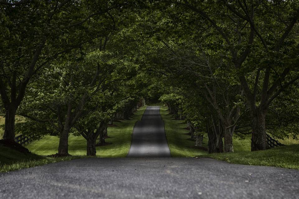 Trees over the road