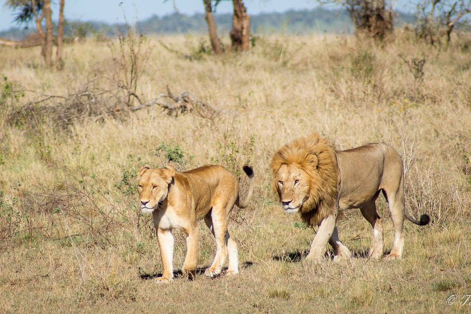 Serengeti, Tanzania, honeymoon