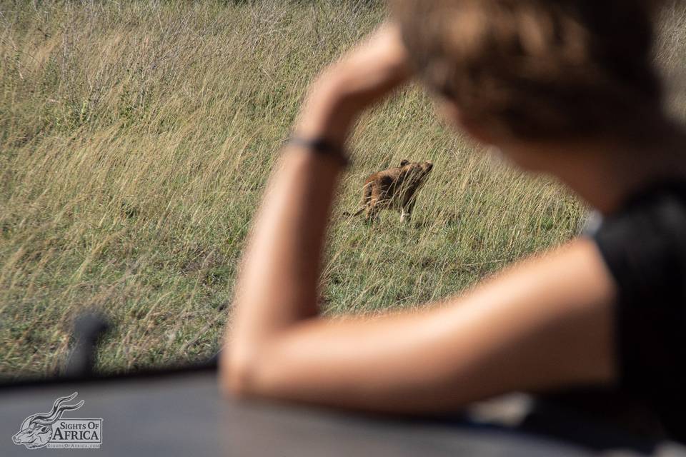 Serengeti, Tanzania - lion cub