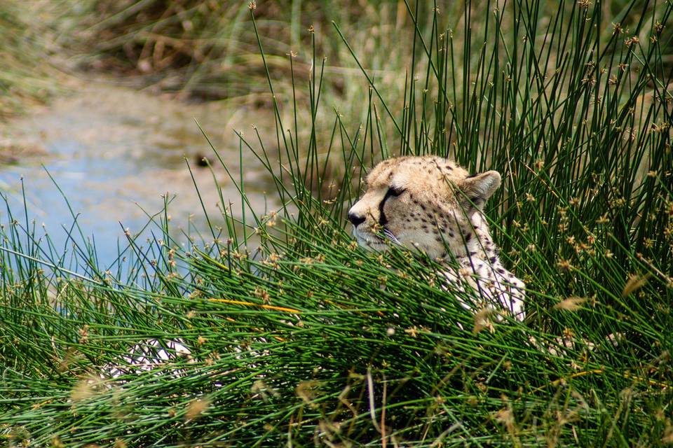 Serengeti, Tanzania - Cheetah