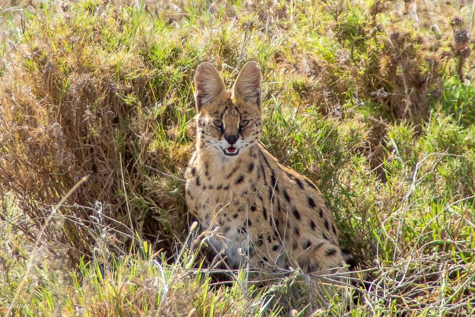 Serengeti, Tanzania - Serval