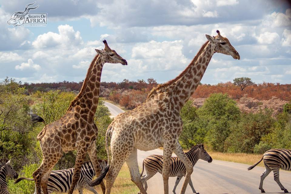 Zebra and giraffe crossing