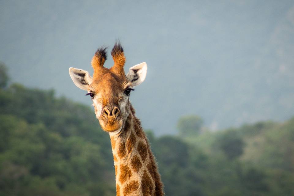 Giraffe - Sightsofafrica.com