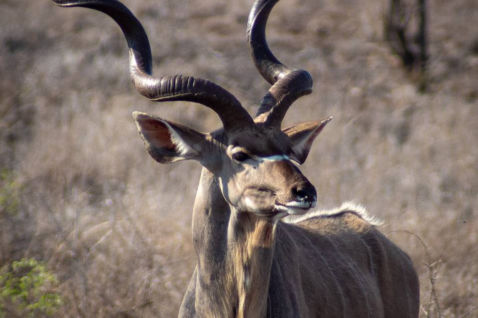 Kudu Bull - Sightsofafrica.com