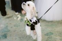 Our Dog Ringbearer