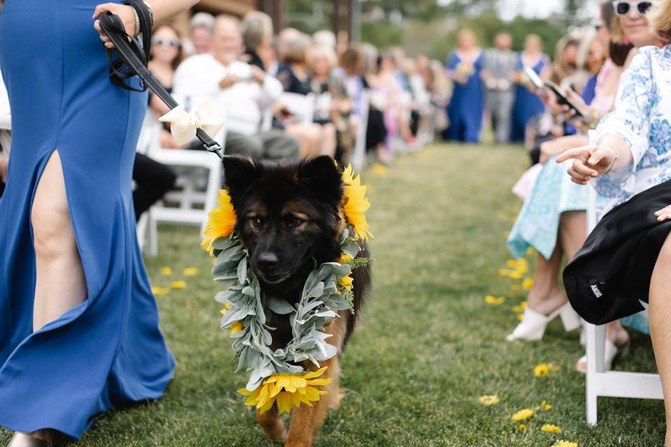 A Walk Down the Isle