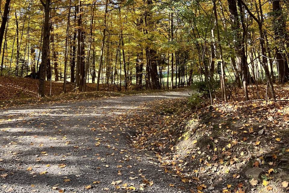 Our forested entrance