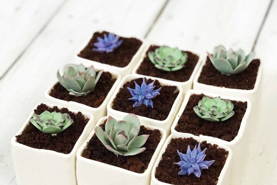 Succulents