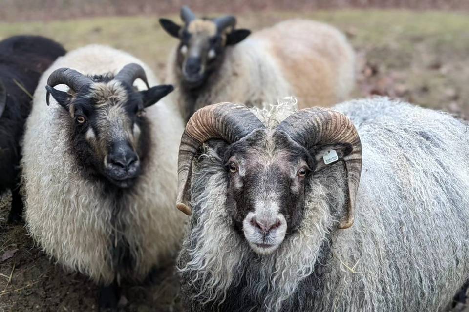 Icelandic Sheep