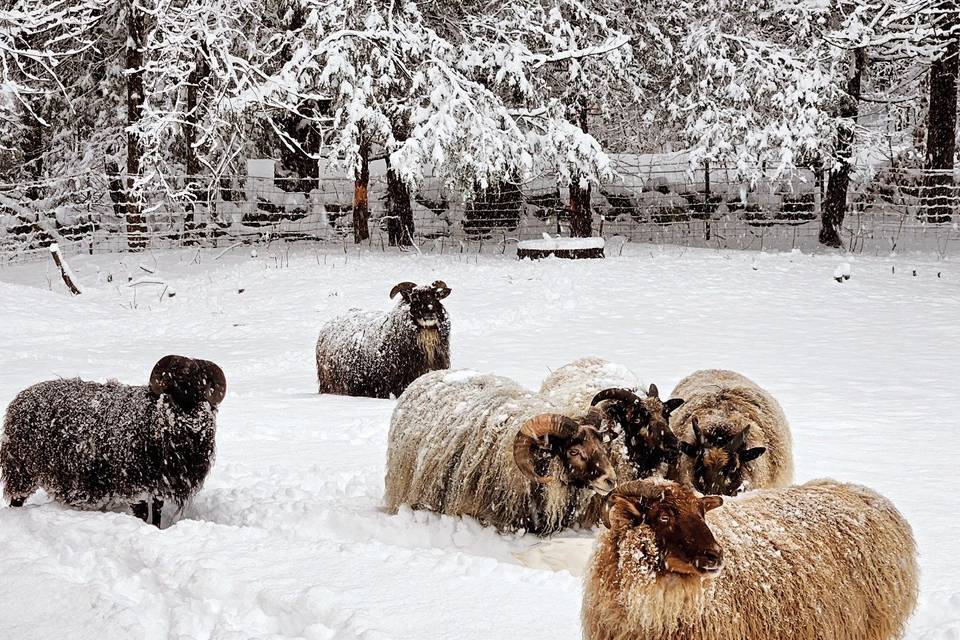 Icelandic Sheep In the Winter