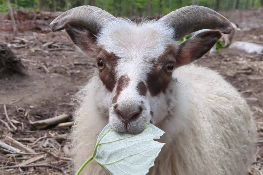 Mark the Ram
