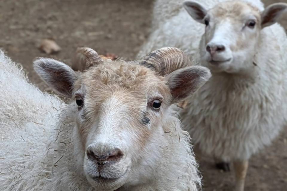 Scalise Family Sheep Farm LLC