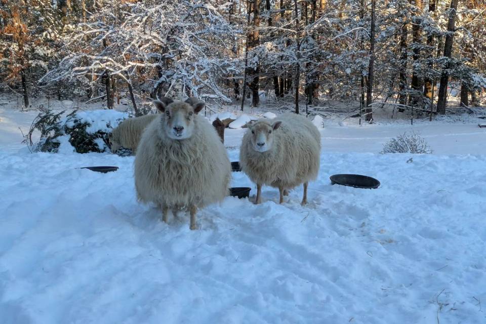 Scalise Family Sheep Farm LLC