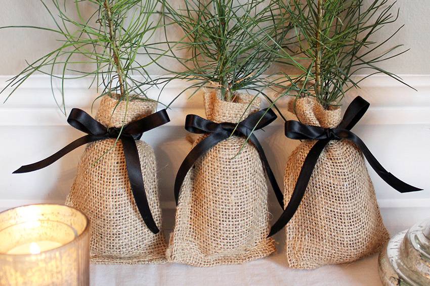 White Pine Seedling wedding favors with black ribbon.