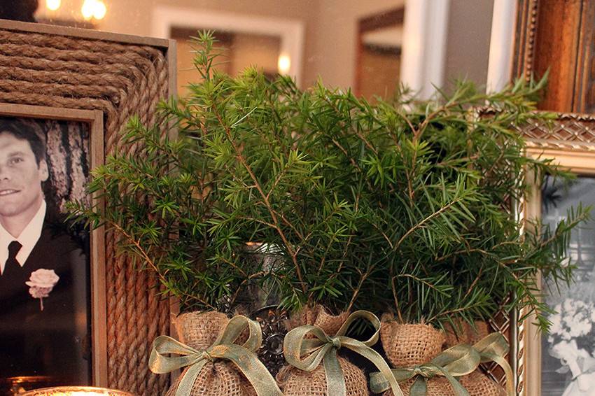 Hemlock Wedding Favor Seedlings with green ribbon