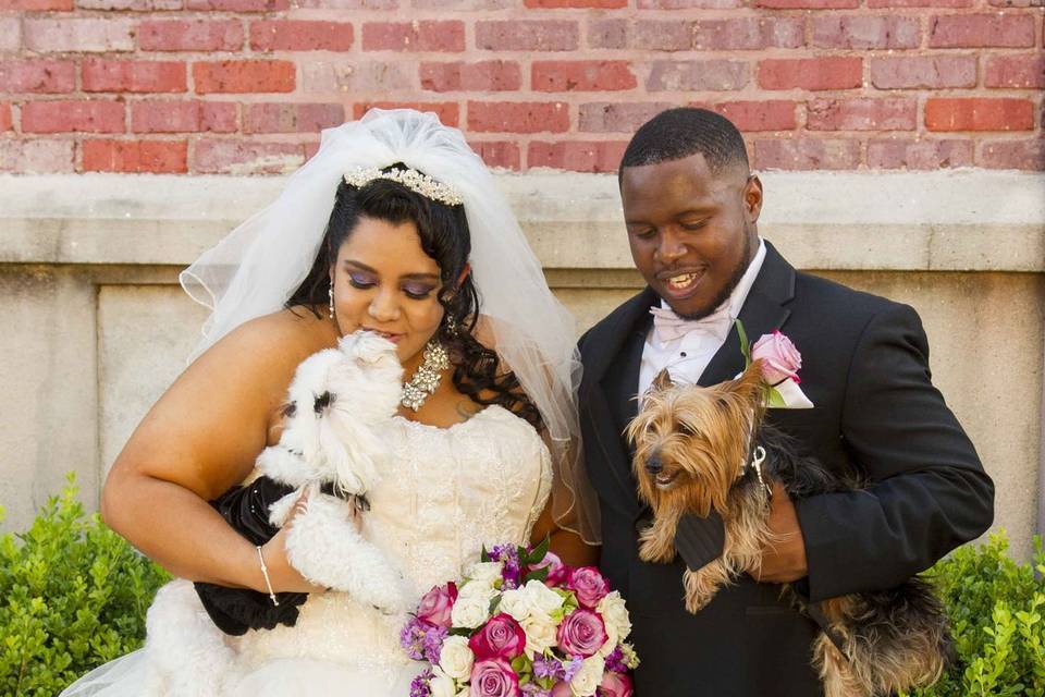 Dogs in wedding party