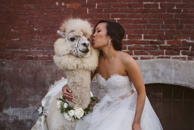 Wedding Llama Special Guest