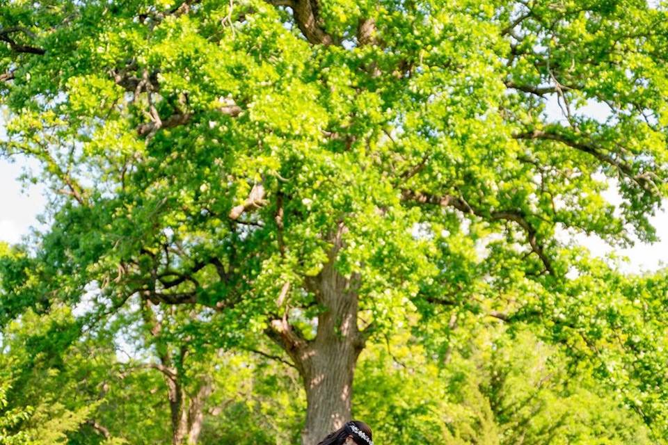 +200 yr old oak trees