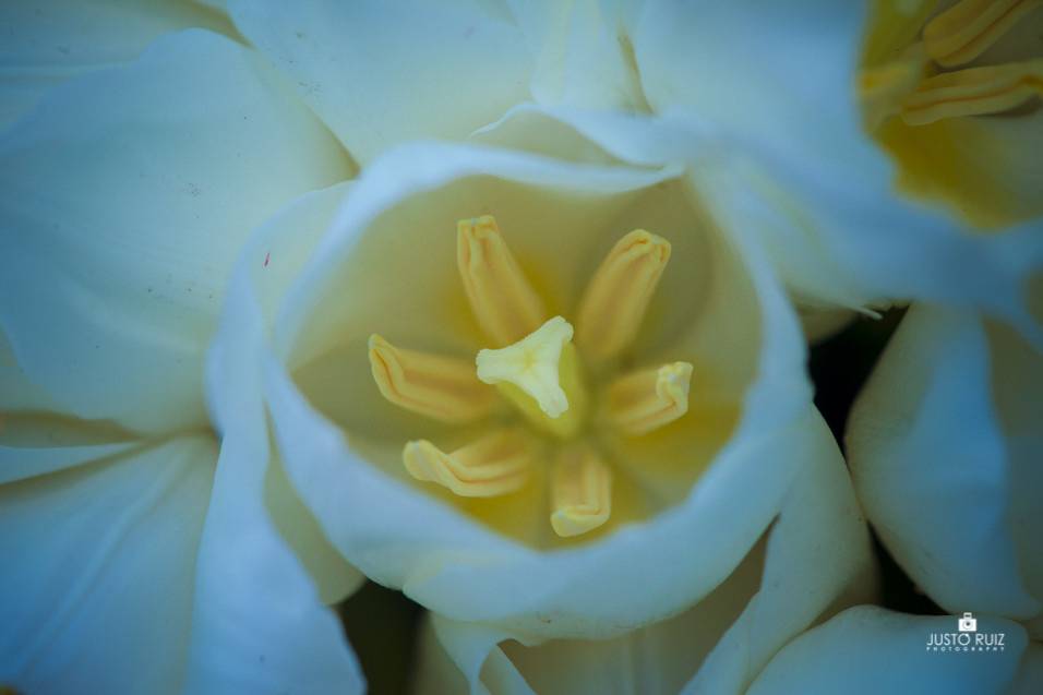 Justo Ruiz Photgraphy