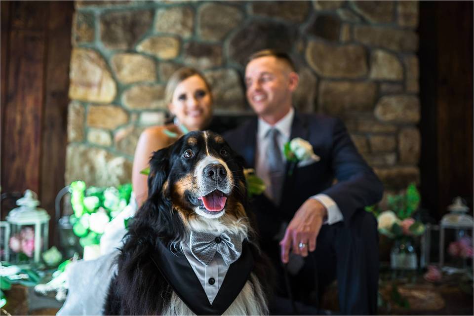 Wedding pup