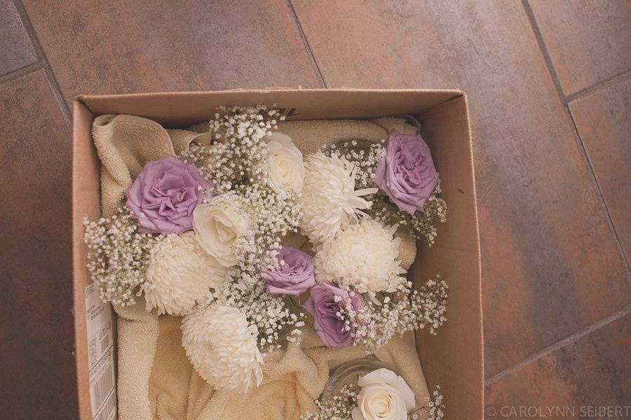 Carolynn Seibert Photography