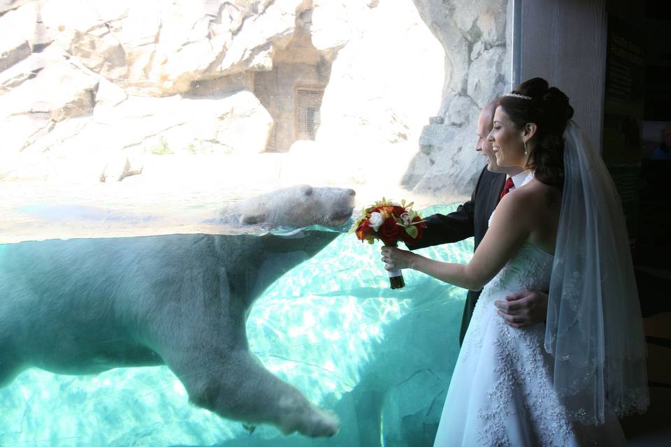 Zoo Weddings