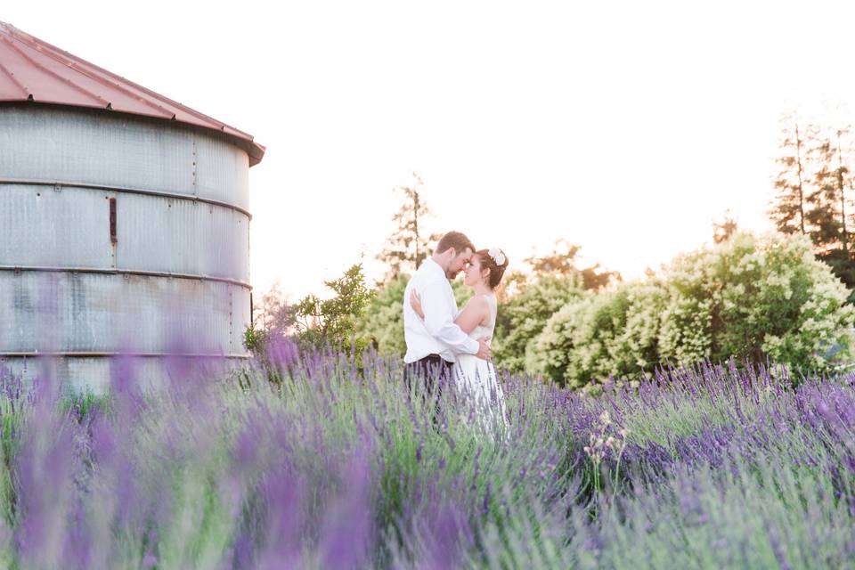 Lavender field shot