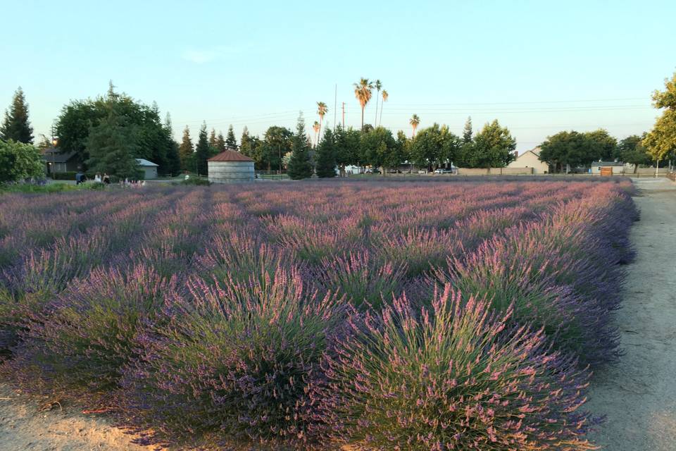 Lavender Field