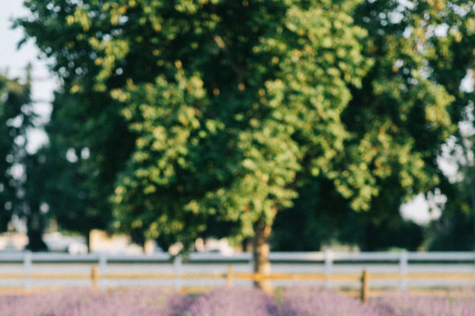 Lavender Field