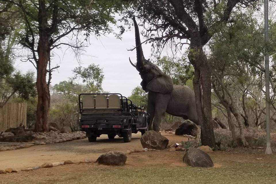 South Africa Safari Honeymoon