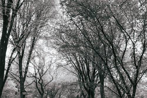 Central Park wedding