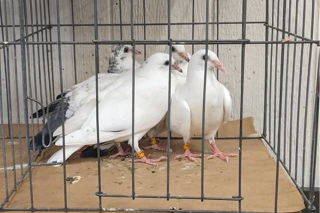 Wings Of Peace