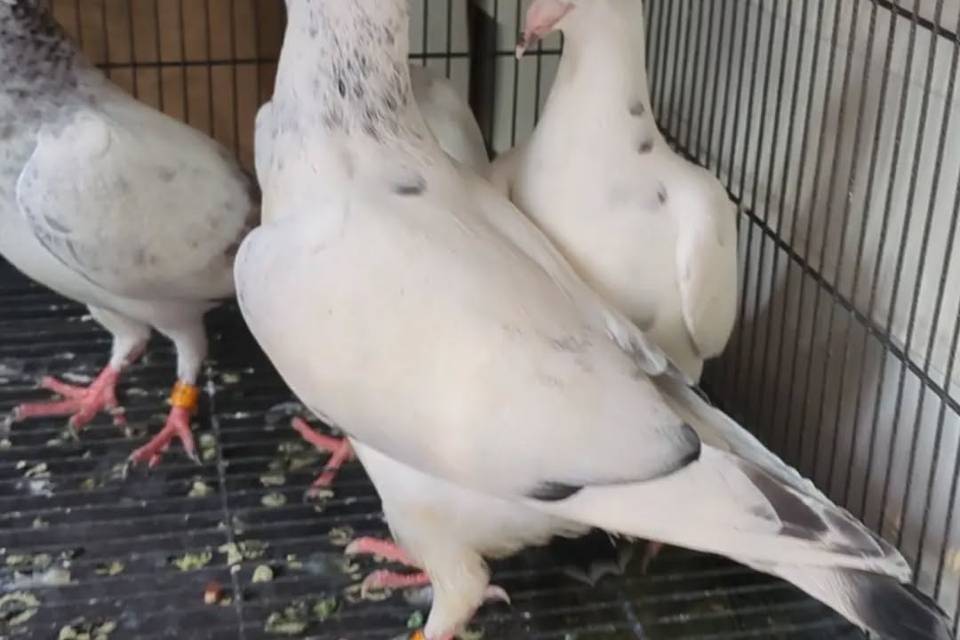 Wings Of Peace