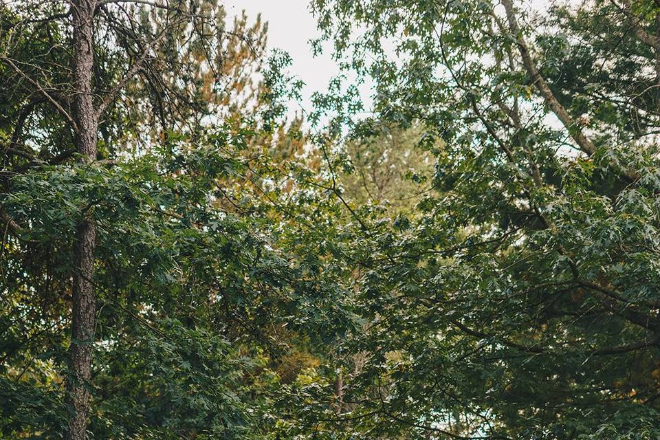 Bride and Groom during fall