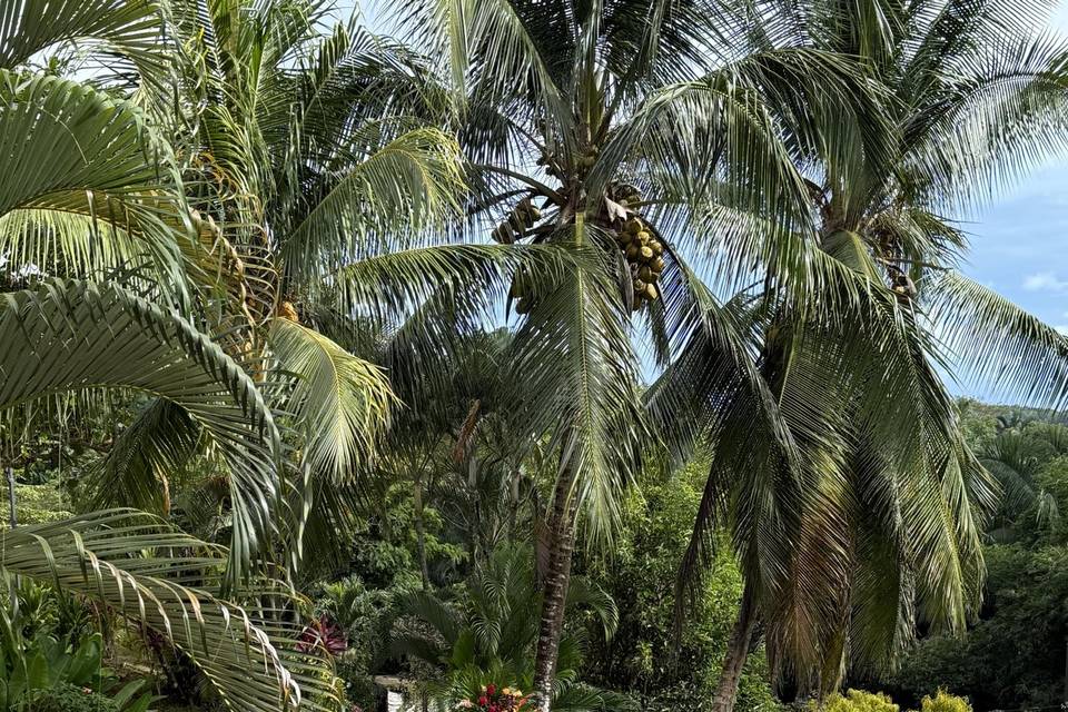 Jungle Garden Ceremony