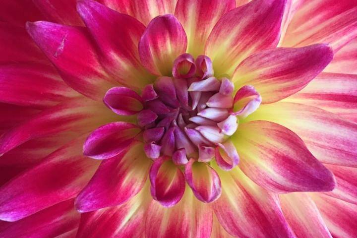 Wedding flower