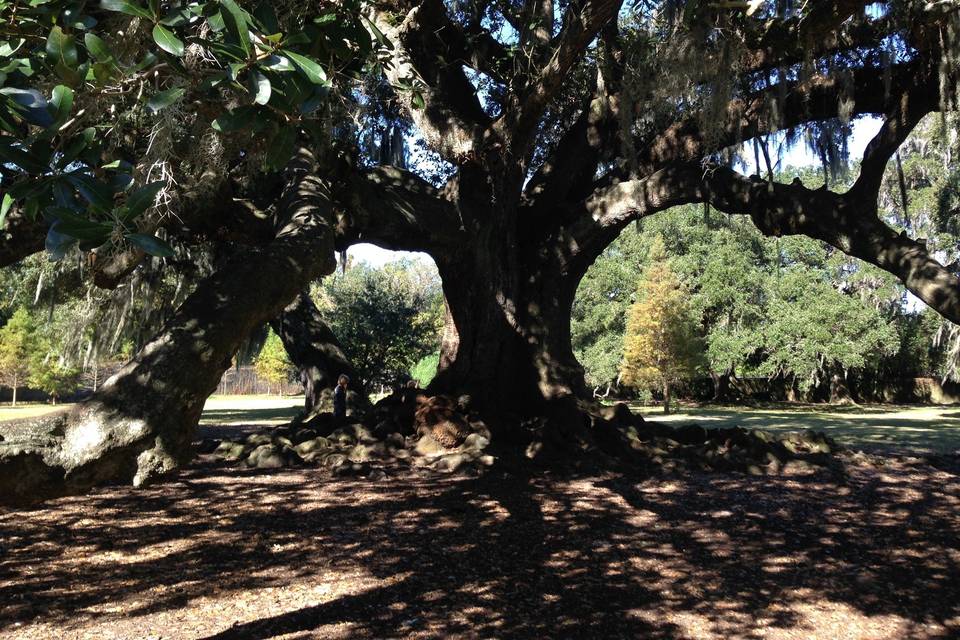 Tree of Life Audubon Park