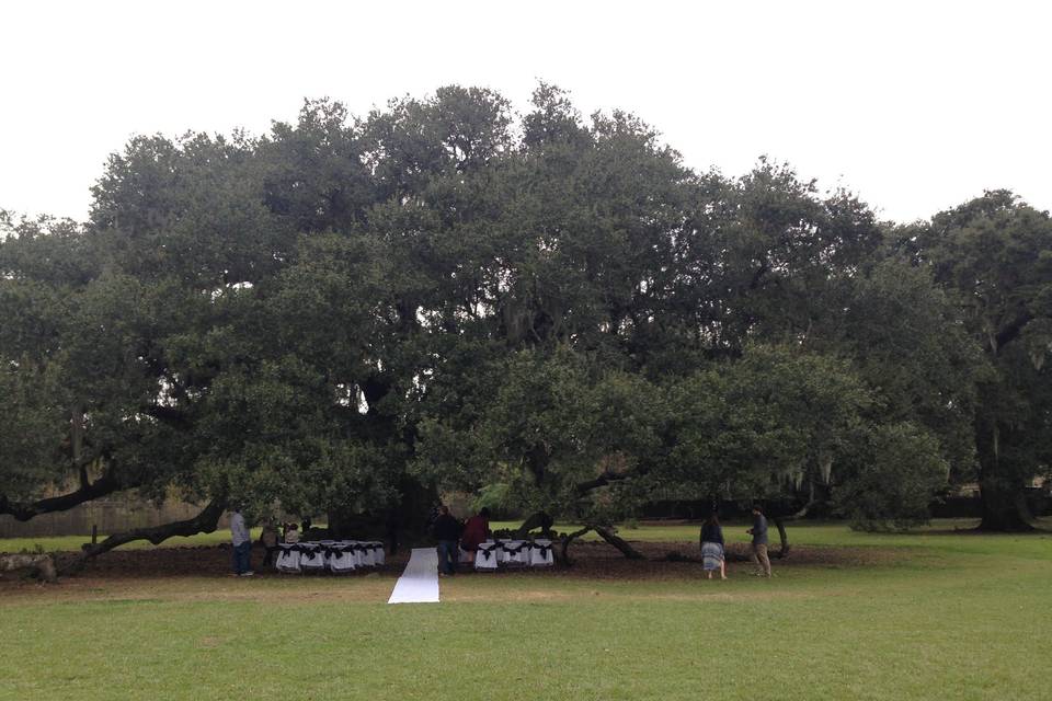 Tree of Life wedding