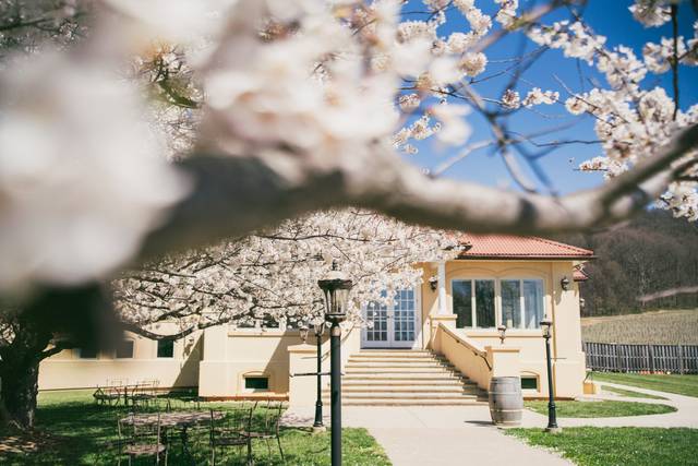 Cherry Blossoms