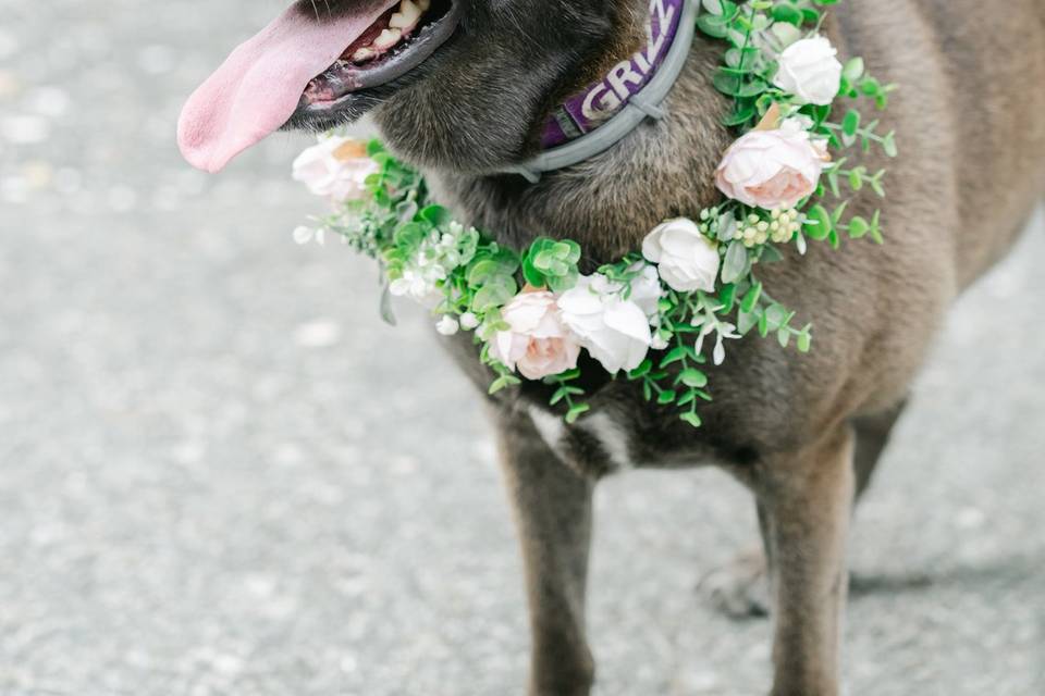 Dog on Wedding Day
