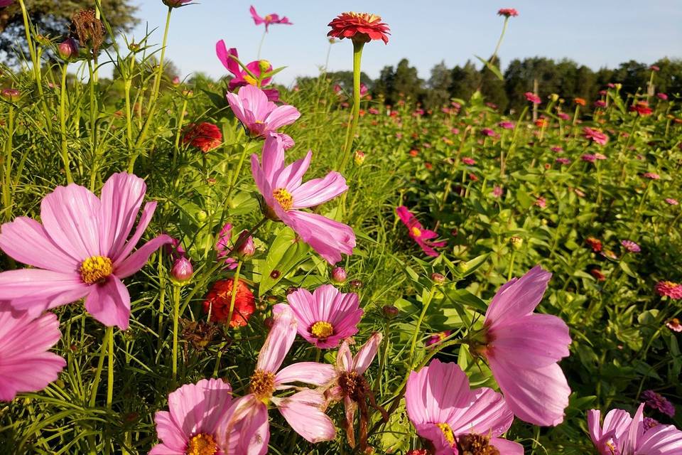 Wild Hope Farm