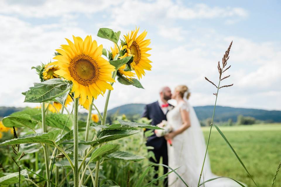 Sunflower focus