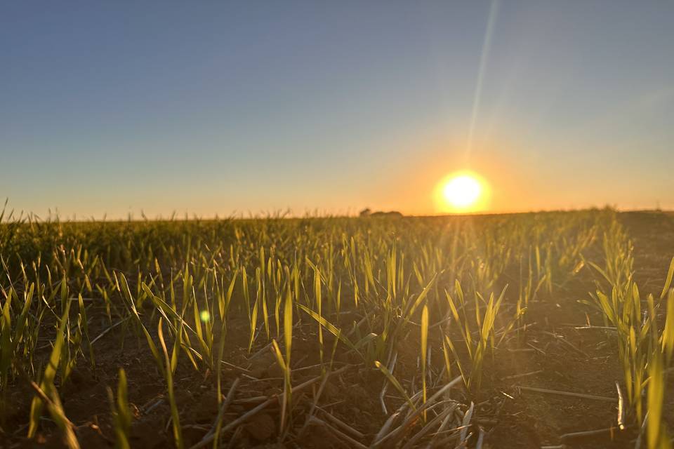 Wheat field