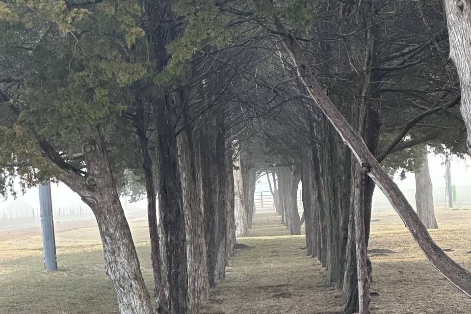 Fence line