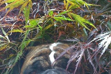 This is one of our Bulldogs Elvis playing around in a bush in our backyard.