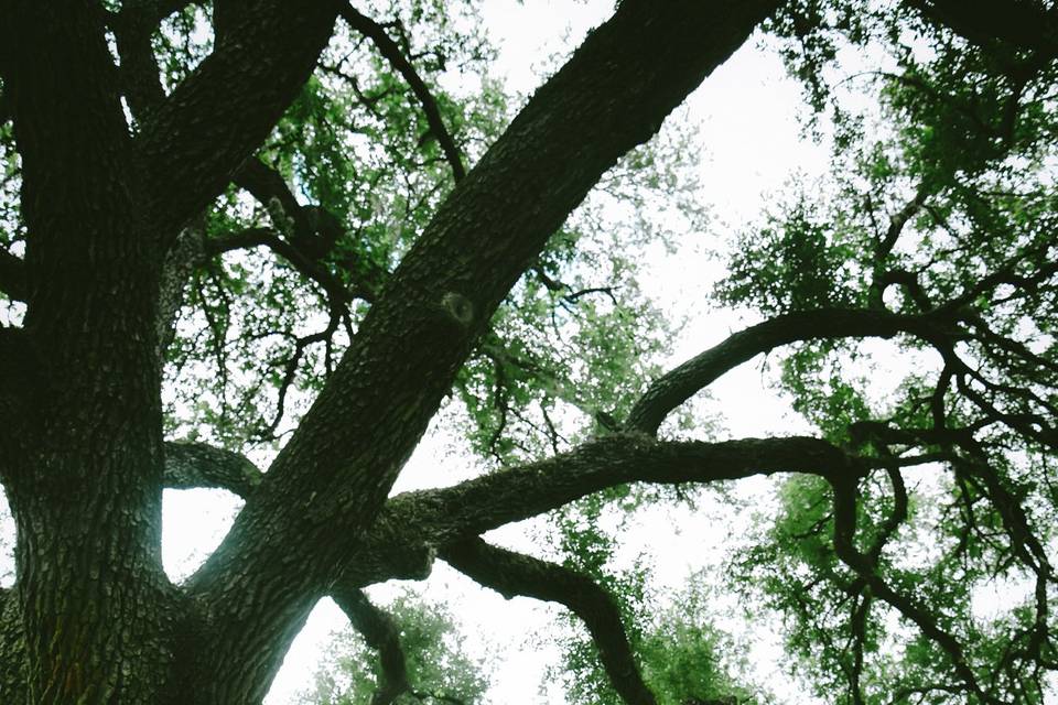 Houston Wedding 45
