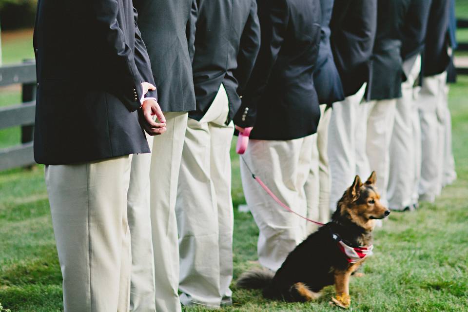 Dog in wedding ceremony