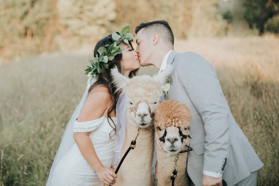 Bride and Groom with Llamas