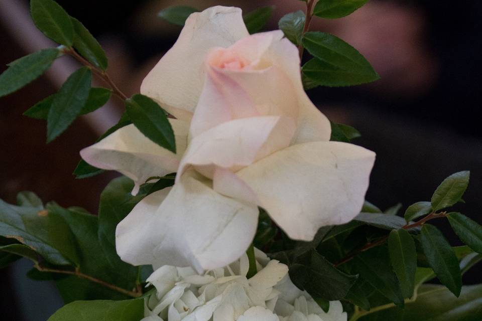 Touch Of Elegance NY