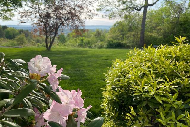 Tree peonies, Secret Garden